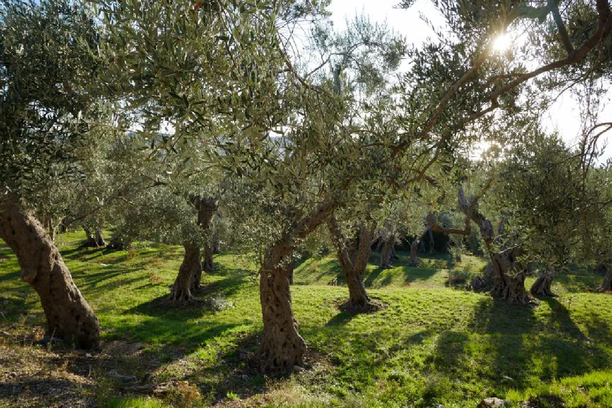 Tranquil olive grove with sun-dappled trees under a clear sky