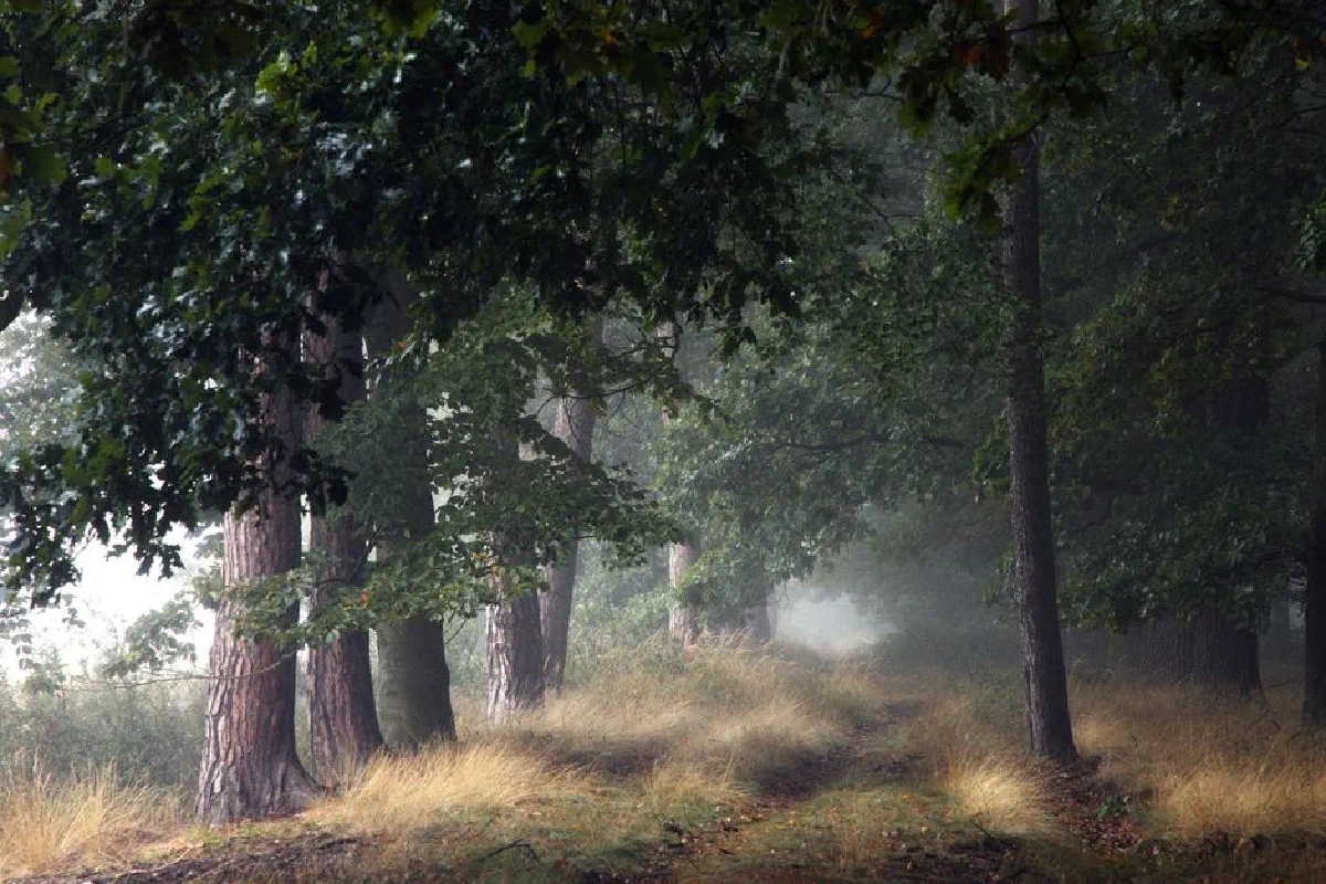 Explore a misty forest path with lush greenery and soft autumn light, evoking tranquility.