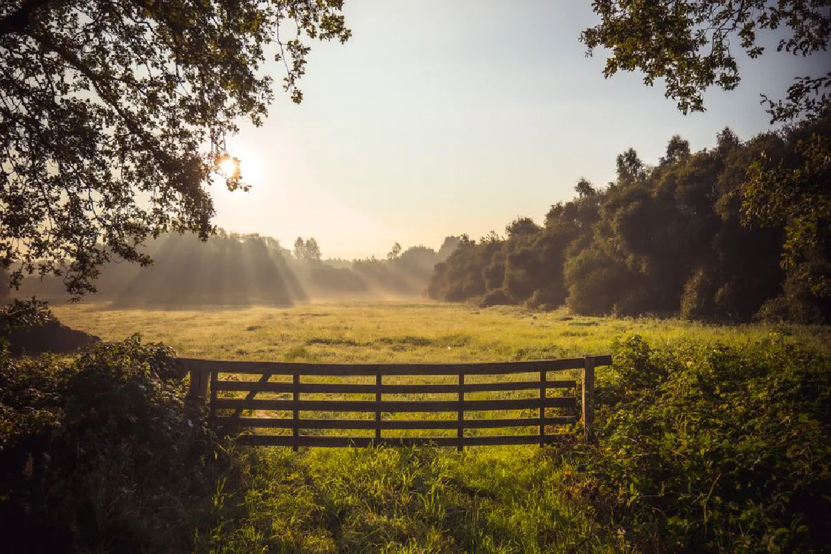 Serene rural landscape with sunlight filtering through trees over a meadow at sunrise.