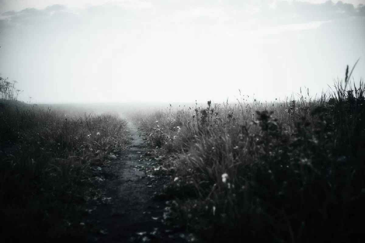 A misty path through a foggy countryside field, surrounded by tall grass and wildflowers.