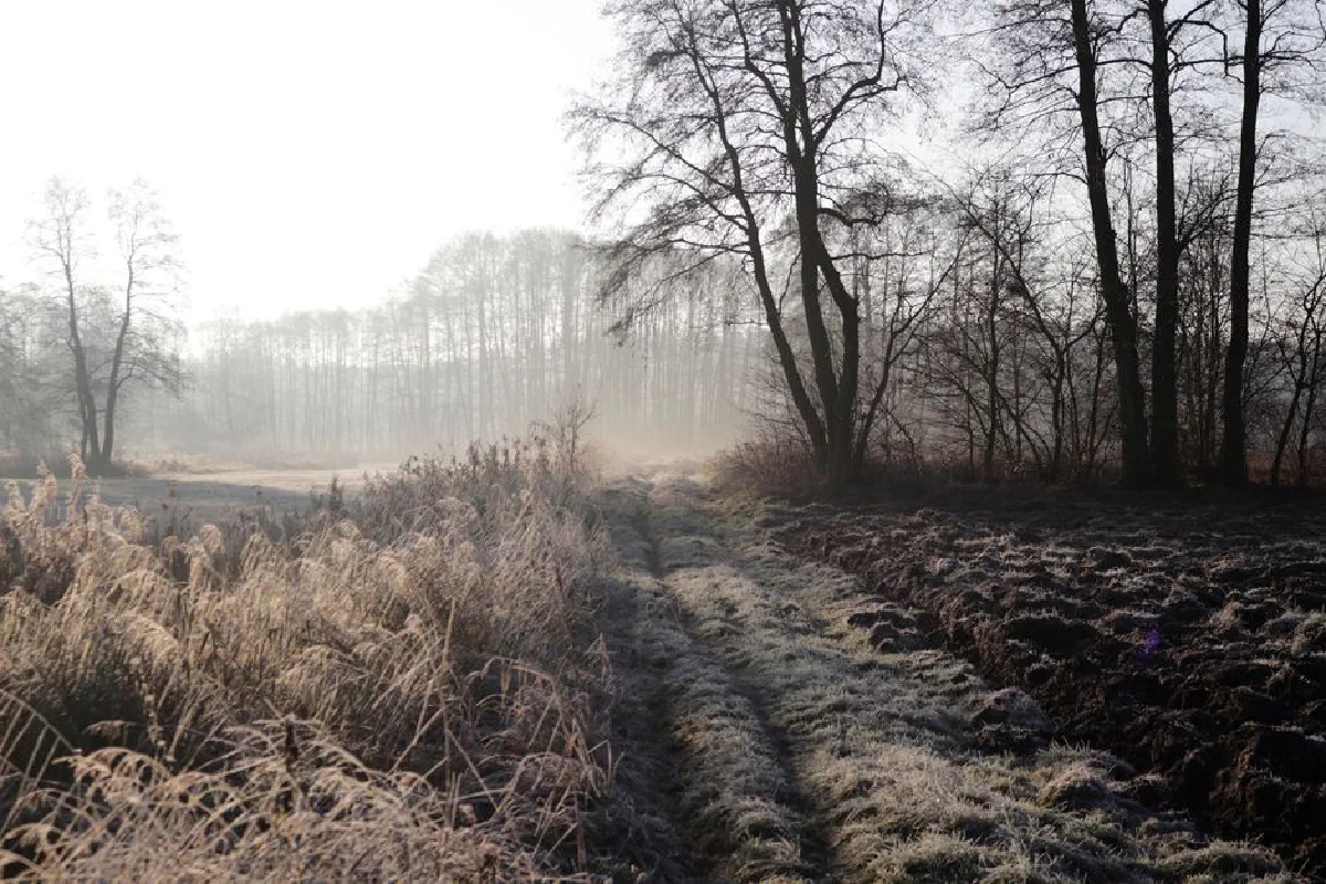 Scenic view of a frosty winter landscape with trees and misty atmosphere.