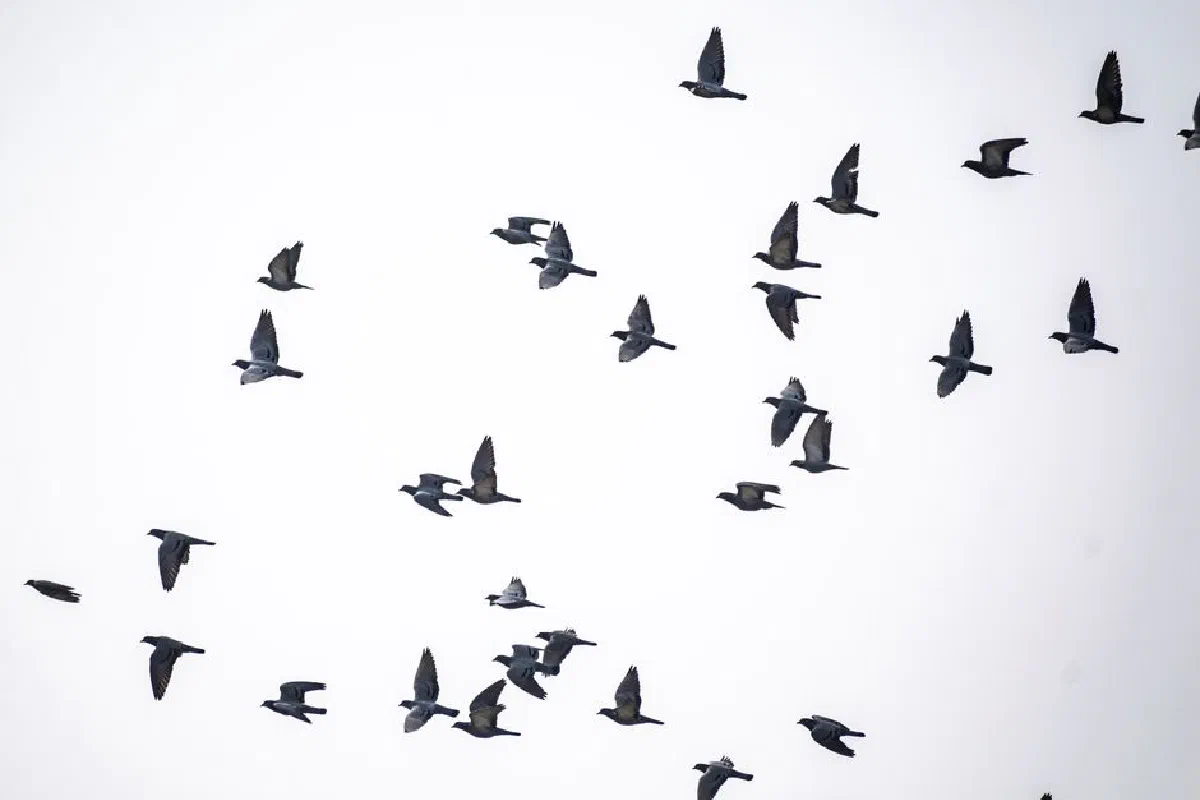 Black and white image capturing a flock of birds soaring across the sky.