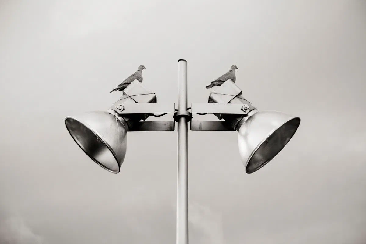 Two doves perched on a metal streetlight with a cloudy sky backdrop.