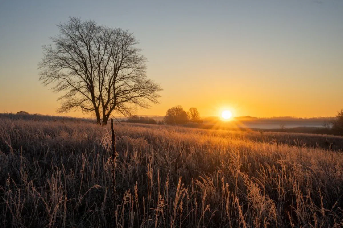 Stunning sunrise over a frosted field and lone tree in West Newton, MN.