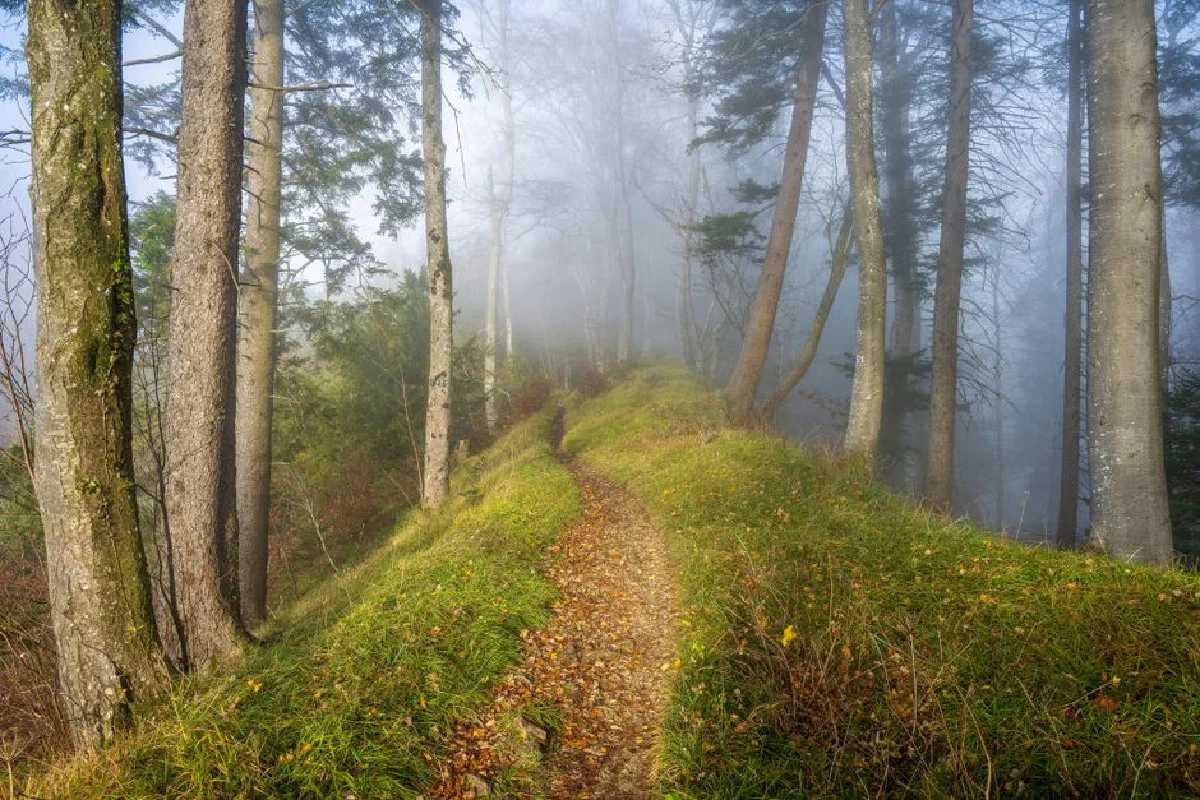 Serene forest pathway shrouded in morning mist, creating a tranquil and mystical atmosphere.