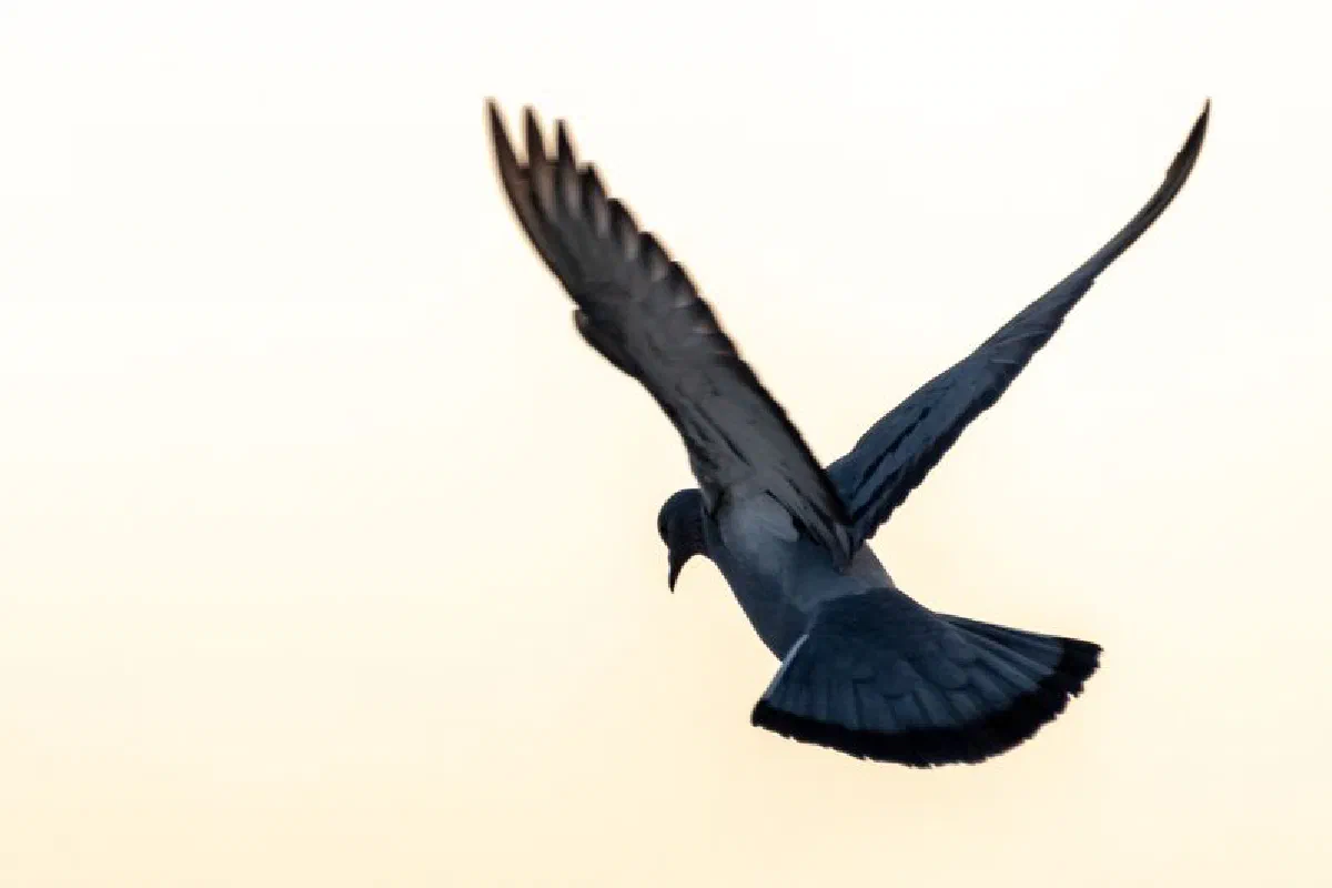 A solitary pigeon flying with open wings against a soft background, capturing natural grace.