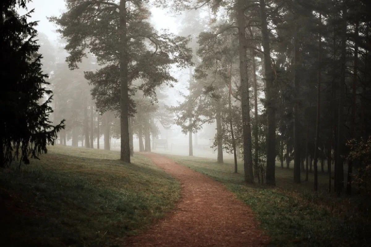 A serene misty forest path with tall trees in the early morning light, ideal for nature enthusiasts.