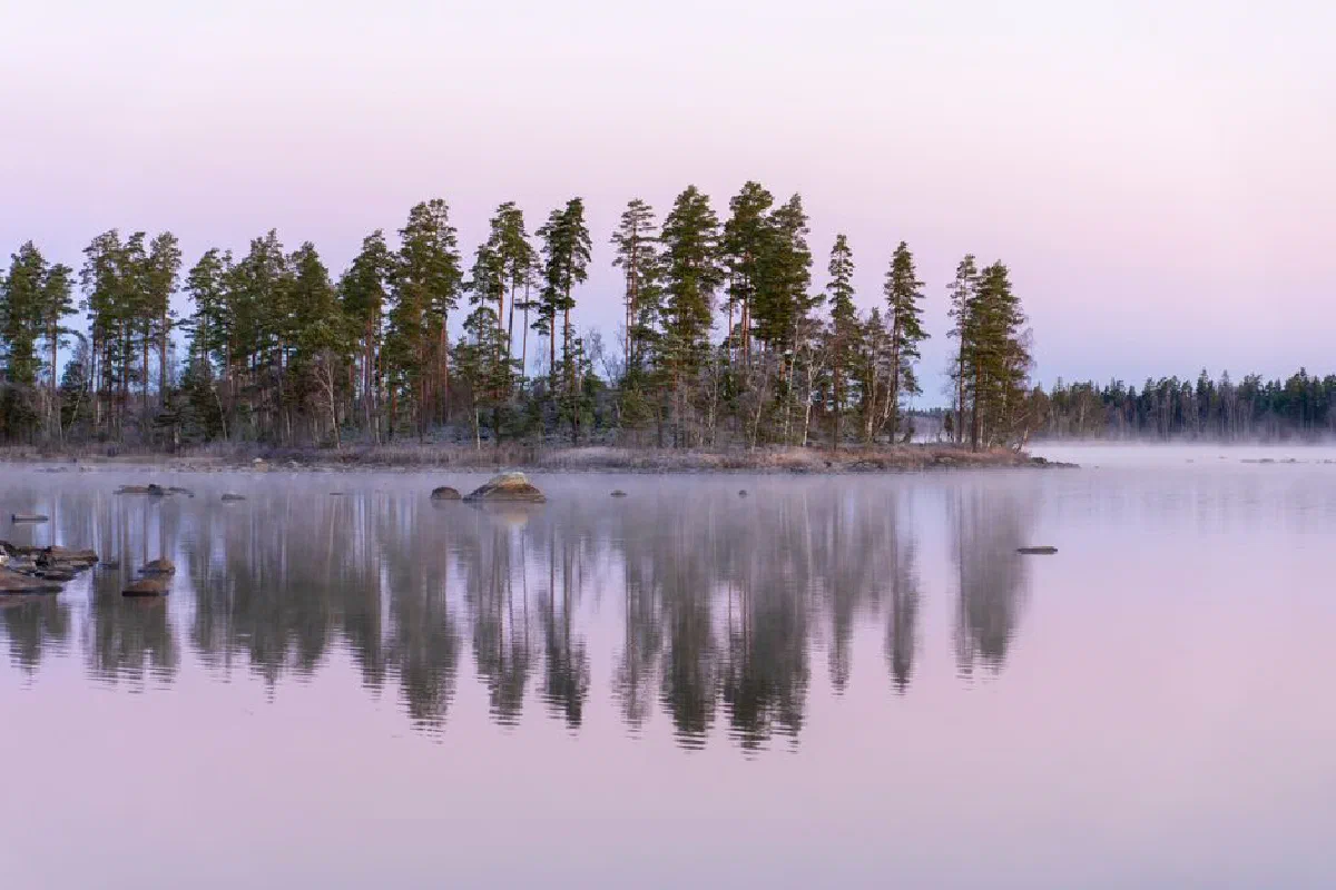 Tranquil scene of pine trees reflecting in calm lake during misty dawn.