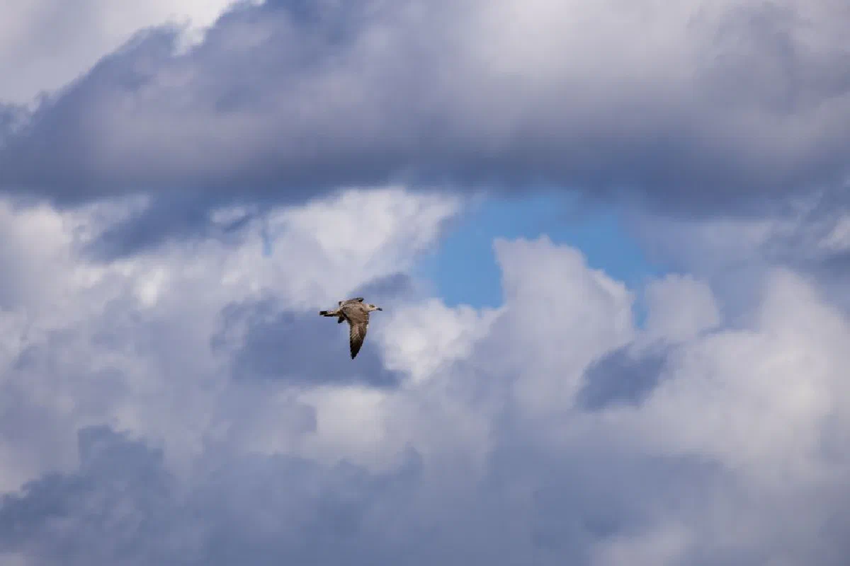 A lone seagull flies amidst a backdrop of dramatic clouds and blue sky, capturing a moment of freedom.