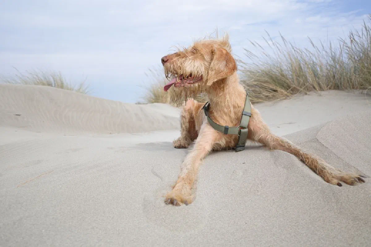 A playful dog with a harness lying on the sandy beach, enjoying the outdoors.