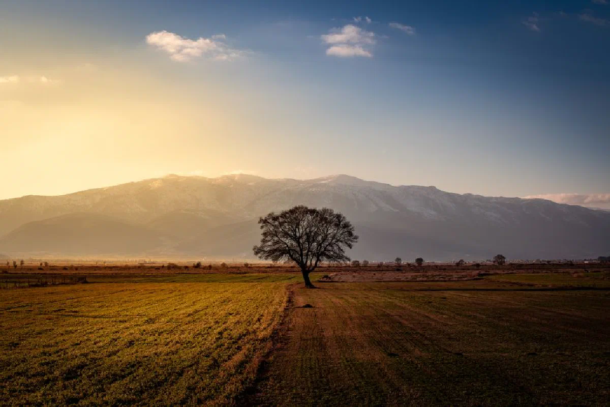A lone tree stands in a field with mountains in Ucarı, Türkiye, during sunset.