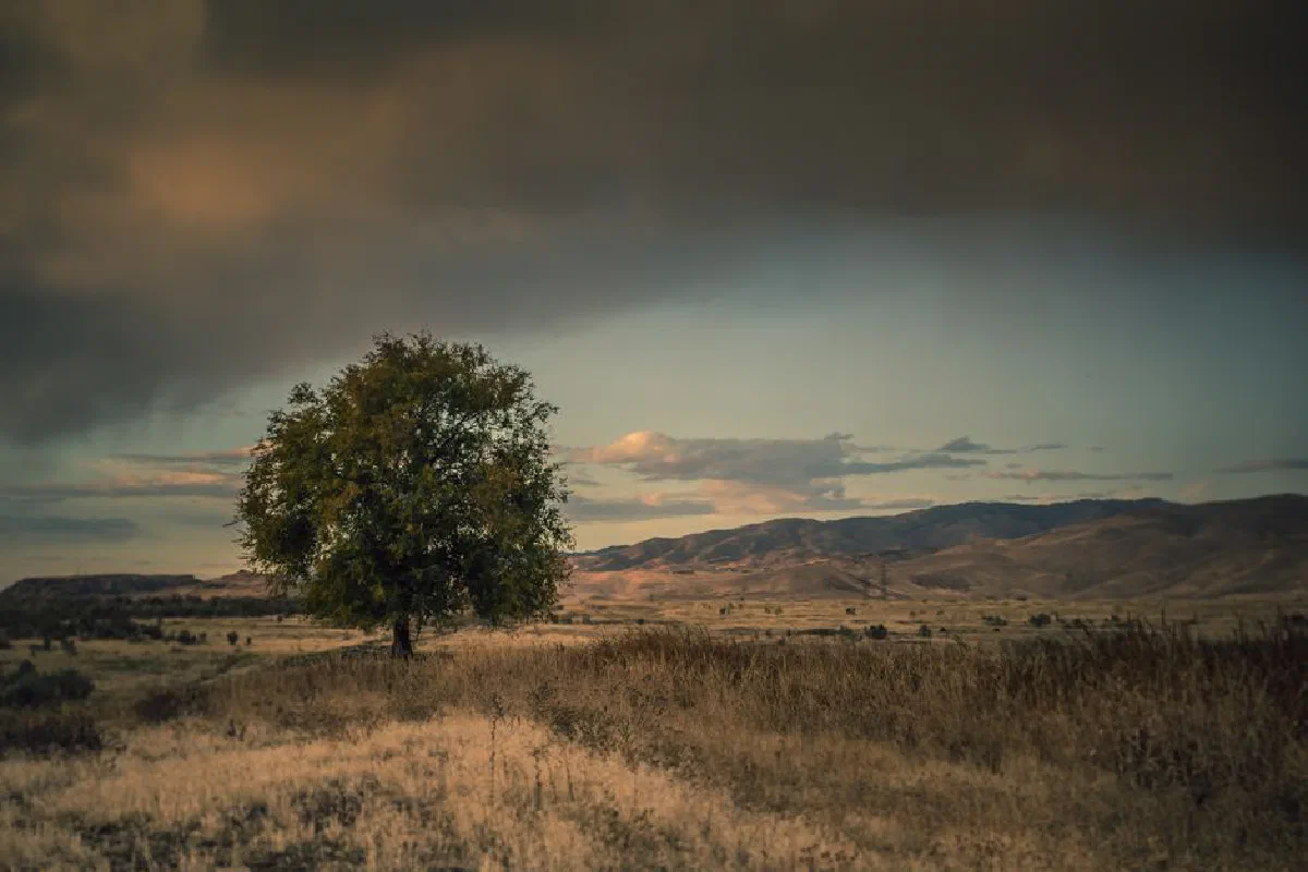 A lone tree stands amidst a vast grassland under a dramatic sky, showcasing tranquility and nature's beauty.