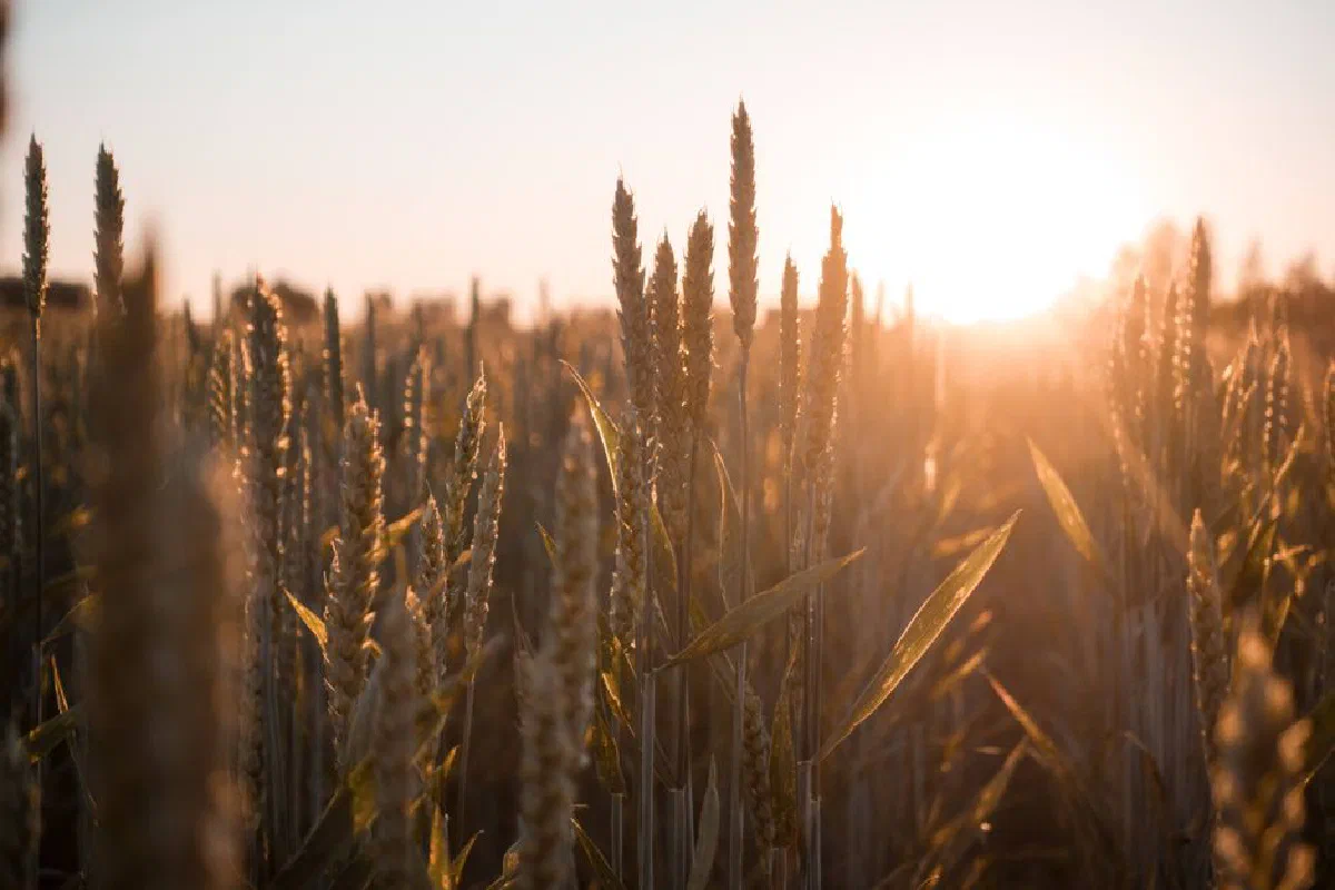 Sunlit wheat field with ripe crops during a beautiful sunset, showcasing rural agriculture.