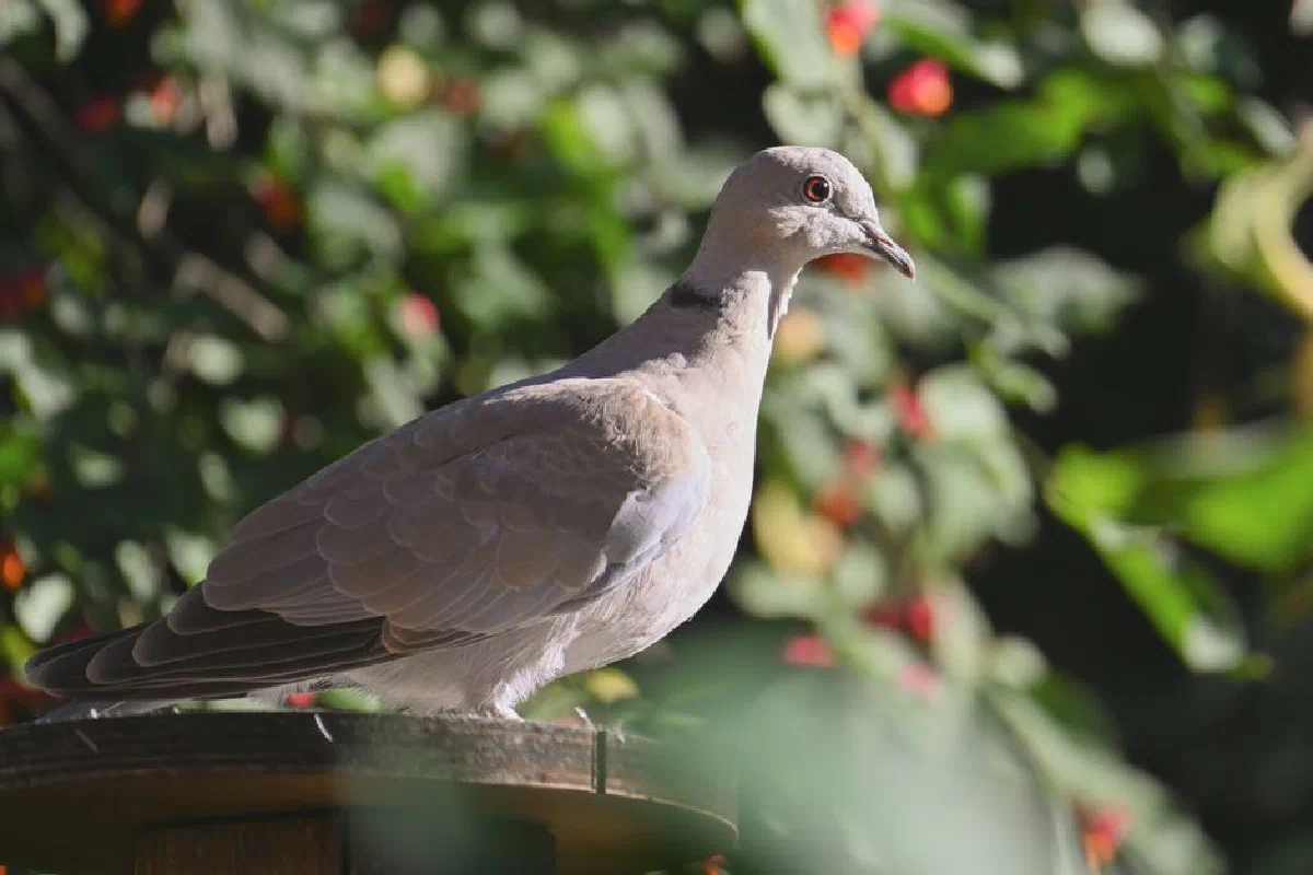 Close-up of an Eurasian Collared-Dove perched outdoors with greenery.