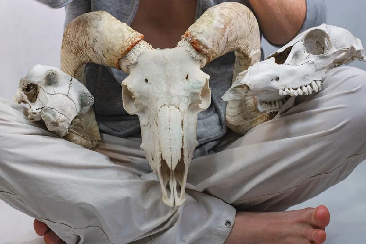 Close-up photo of a person holding three animal skulls in their lap.