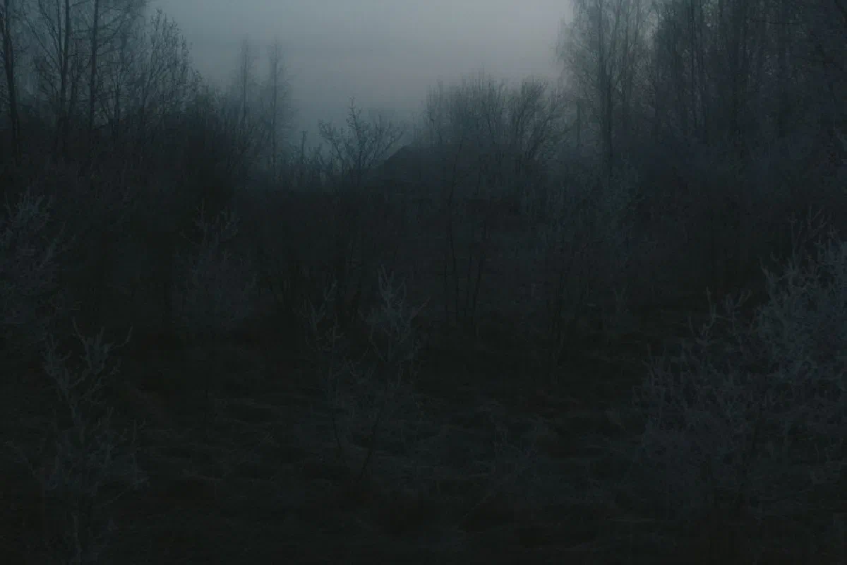 A misty, eerie forest scene at twilight with bare trees creating a gloomy atmosphere.
