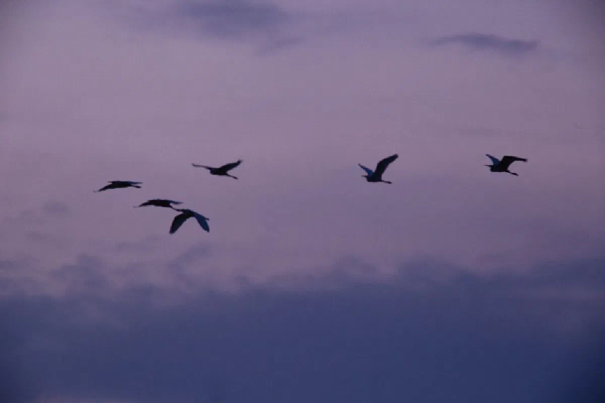 Captivating view of birds flying gracefully against a purple sky at twilight.