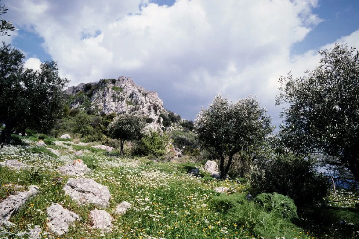 Vibrant Greek landscape featuring rocky hillside, olive trees, and wildflowers under a cloudy sky.
