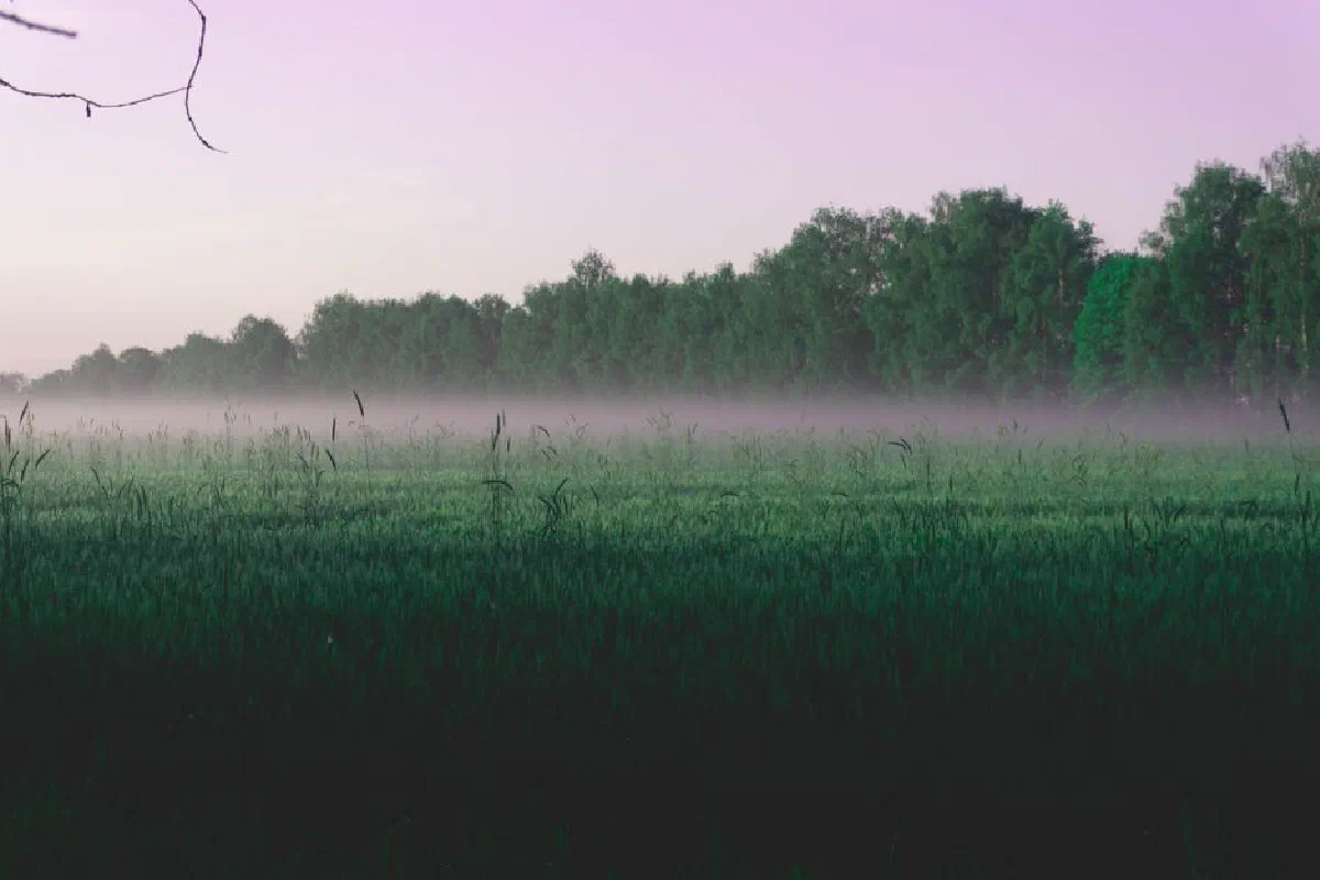A serene landscape with fog rolling over green fields at dawn, with trees in the background.