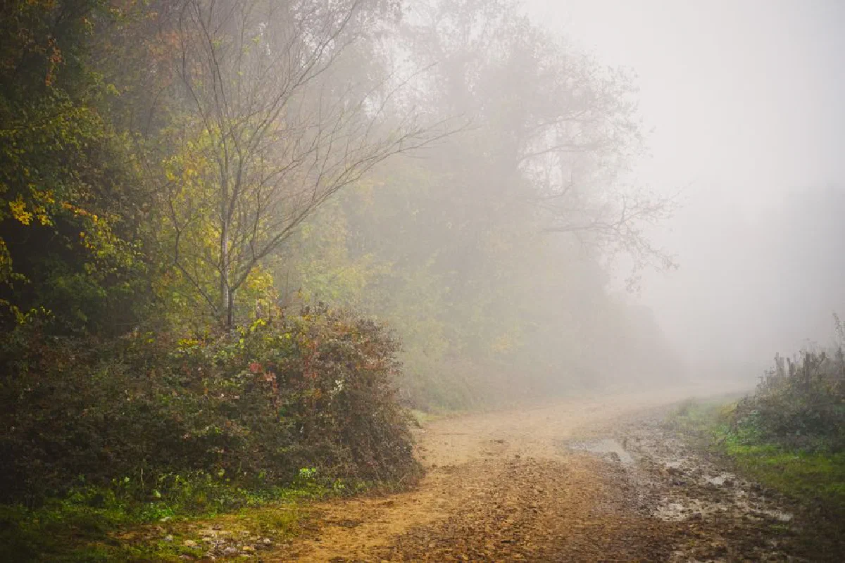 A serene foggy forest path during autumn, surrounded by colorful foliage.