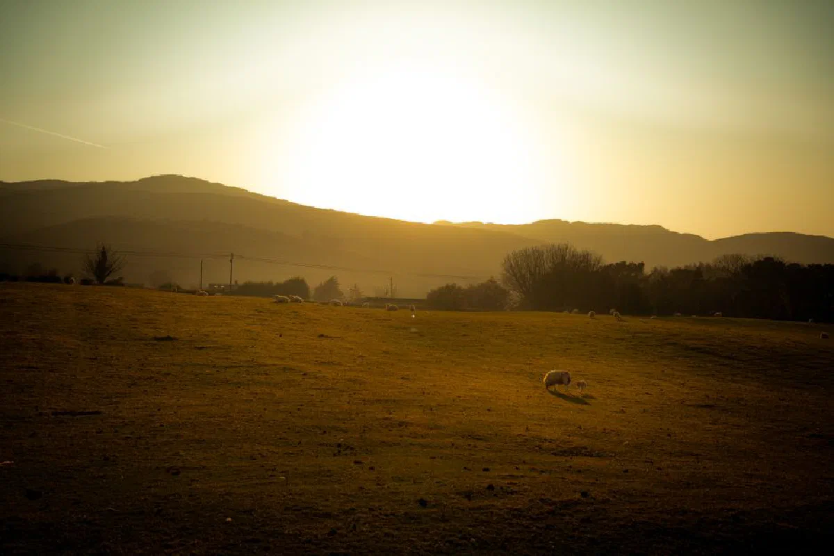 Sheep grazing at sunset on a tranquil Irish farm with stunning mountain views.