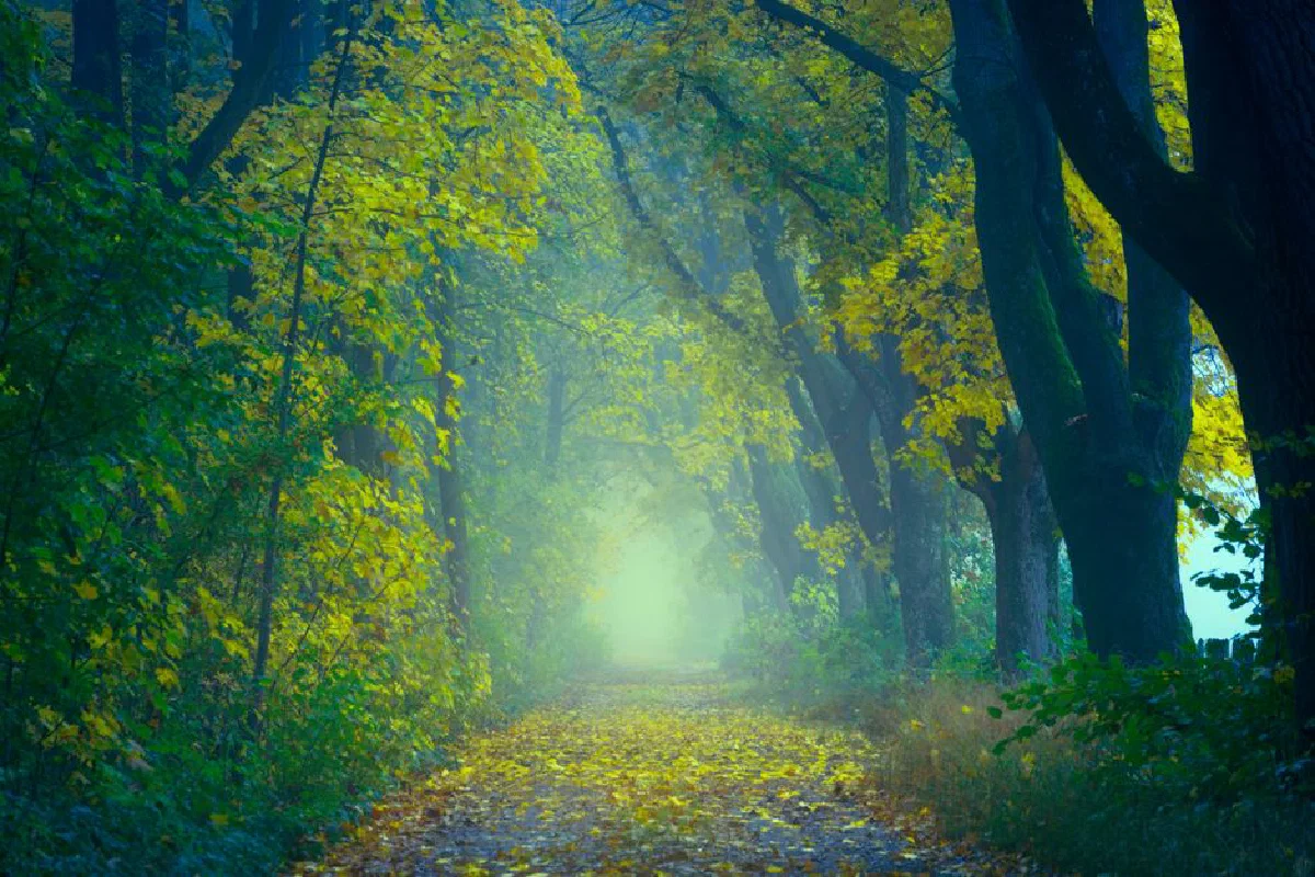 Misty forest path surrounded by vibrant autumn foliage, offering a serene and tranquil atmosphere.
