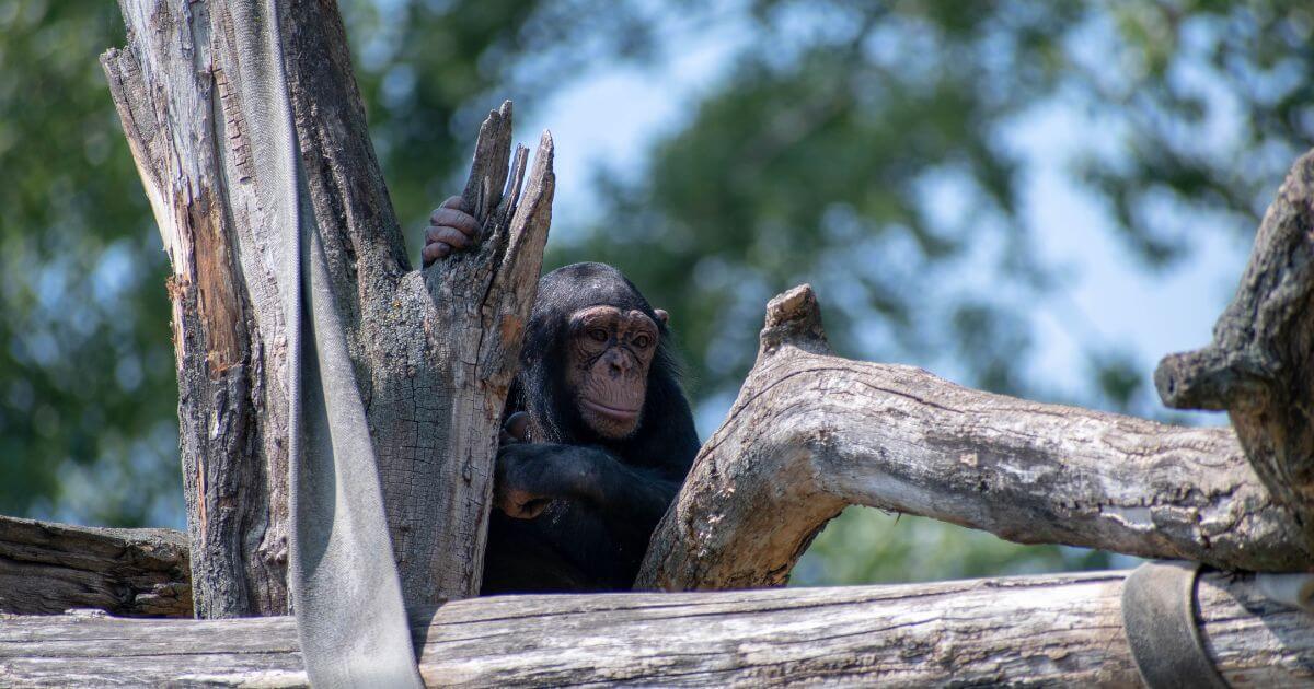 Are the similarities in human DNA and chimp DNA evidence of evolution?