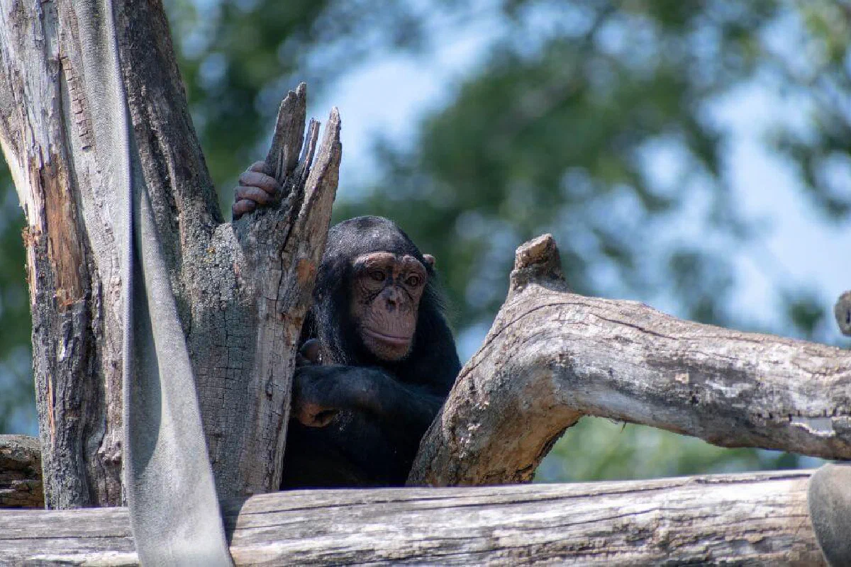 Are the similarities in human DNA and chimp DNA evidence of evolution?