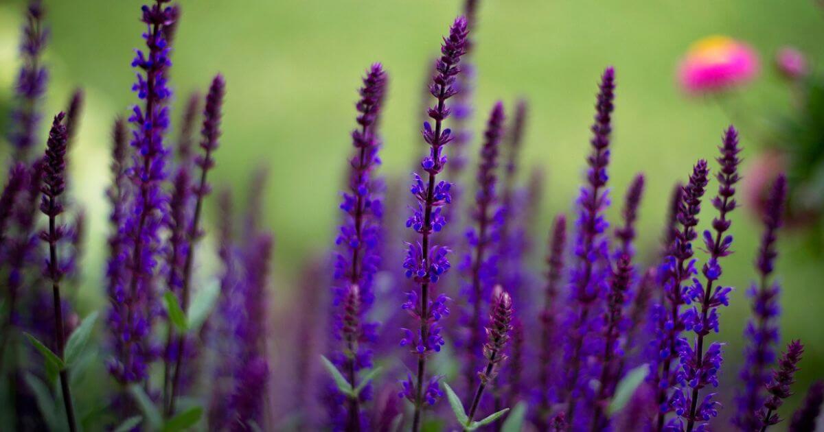 What is hyssop? What was hyssop used for in the Bible?