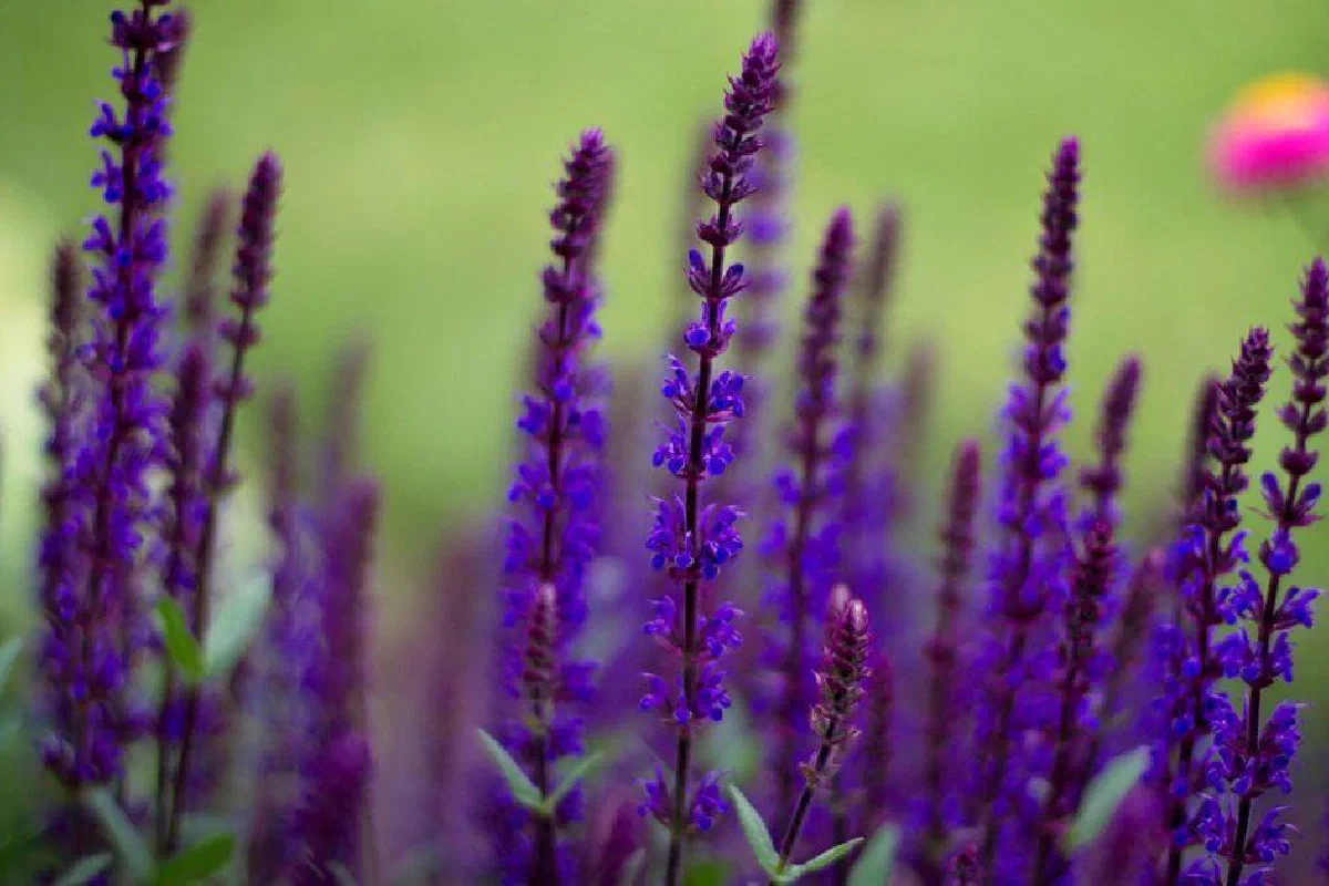 What is hyssop? What was hyssop used for in the Bible?