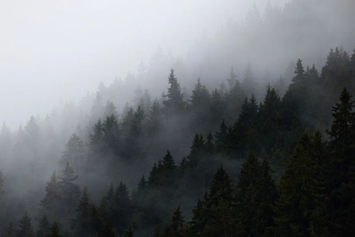 A serene view of a fog-covered coniferous forest on a hillside, creating a mysterious atmosphere.