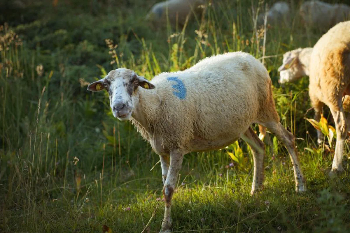 A sheep stands in a sunlit meadow, surrounded by lush greenery in Dibër County, Albania.