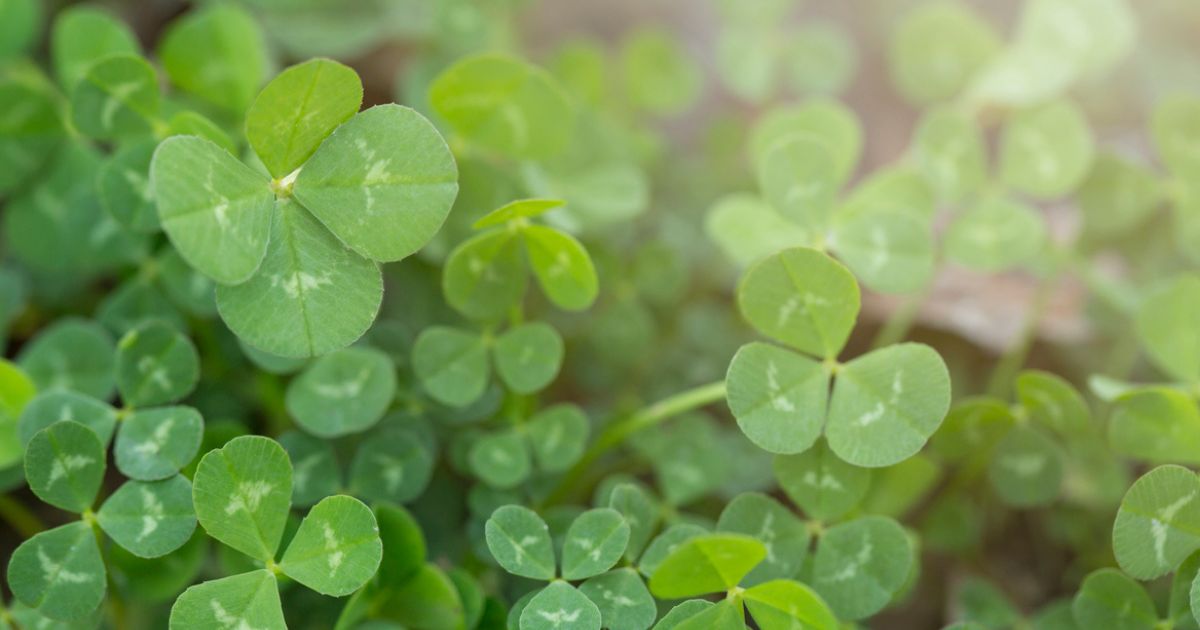 What are some popular illustrations of the Trinity?