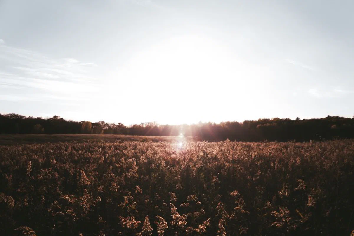 A tranquil scene of a sunlit field with wildflowers at sunset, capturing nature's beauty.