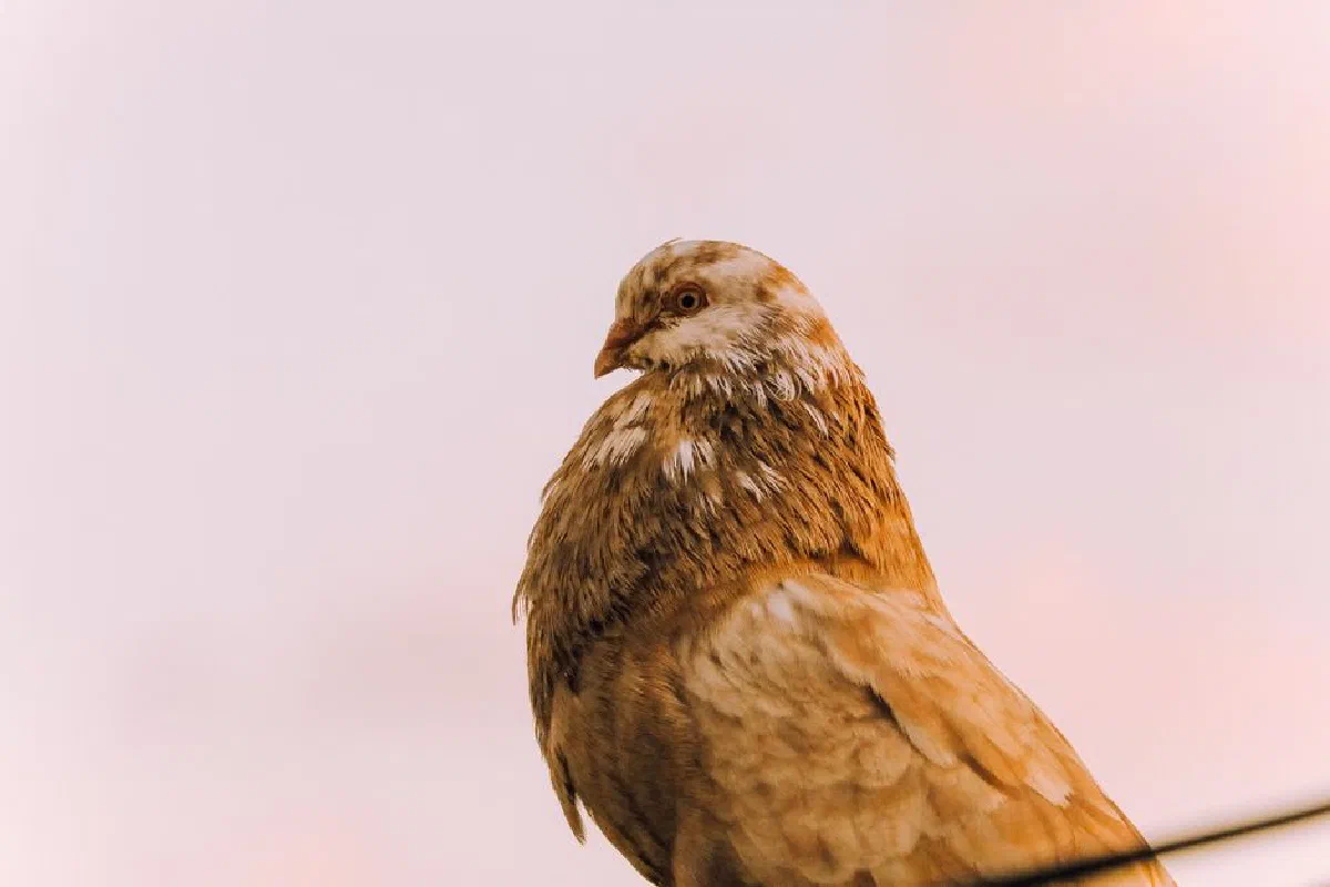 A close-up shot of a brown pigeon against a soft gradient sky, capturing its graceful profile.