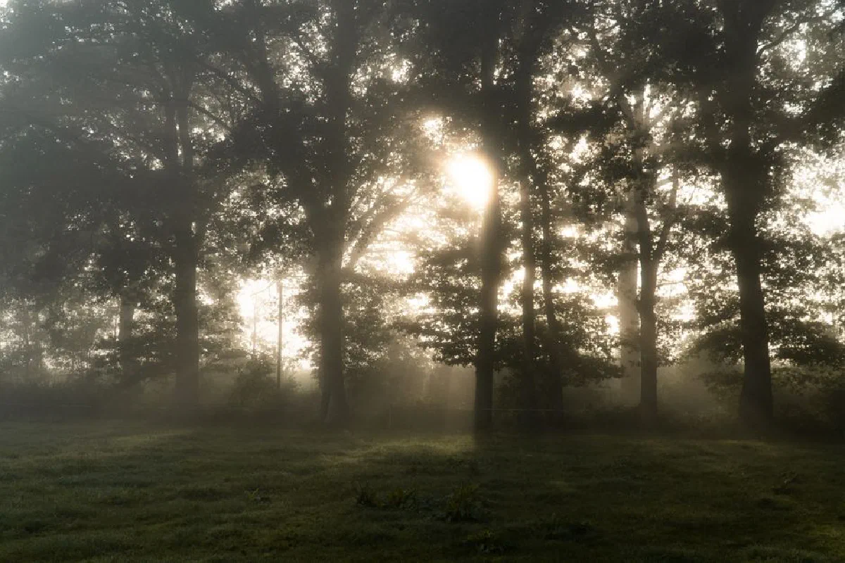 Peaceful misty forest scene at sunrise with sunlight filtering through trees in Gescher, Germany.