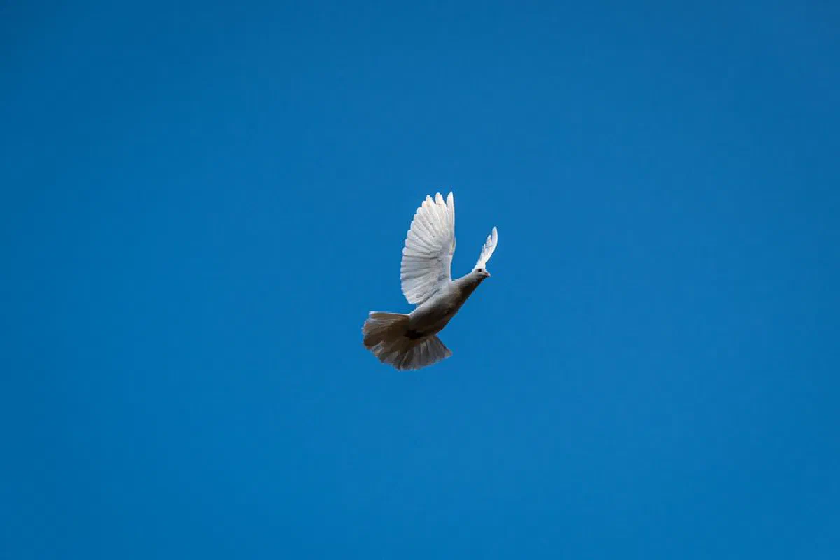 A serene image of a white dove soaring gracefully in a bright blue sky.