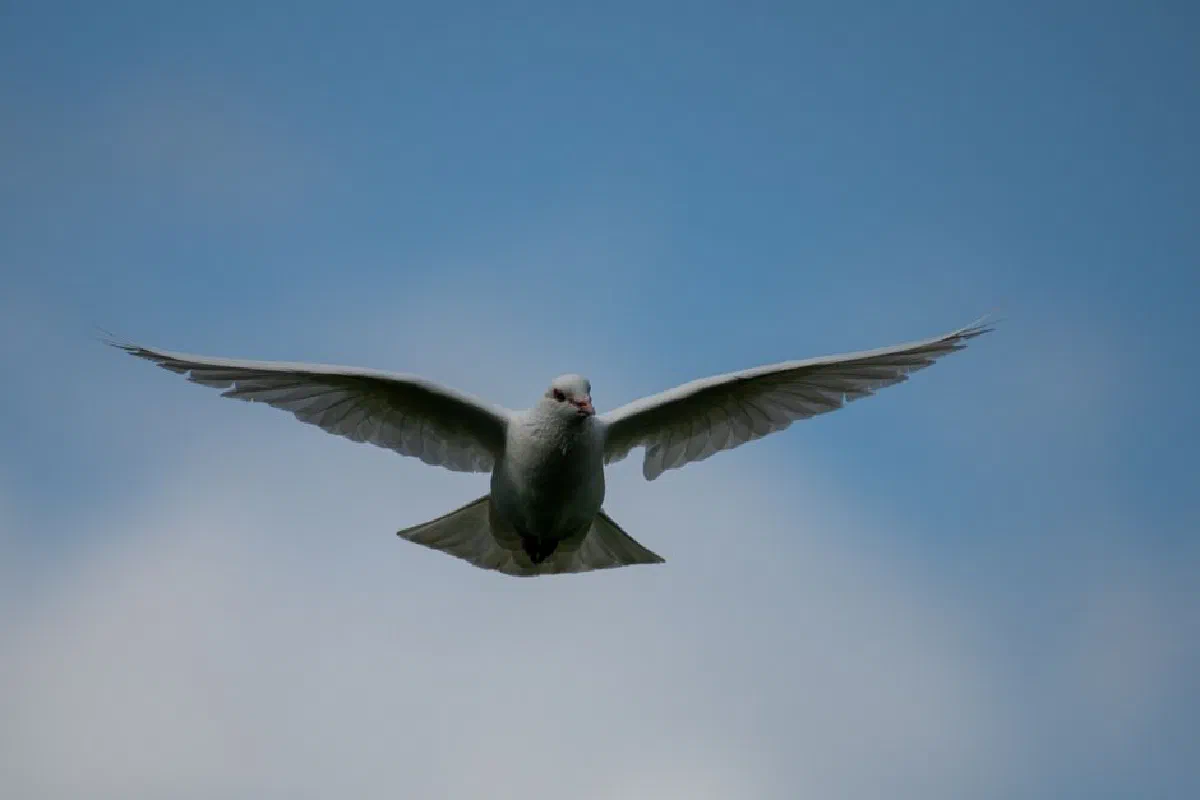 A serene white dove gracefully flying across a clear blue sky, symbolizing peace and freedom.