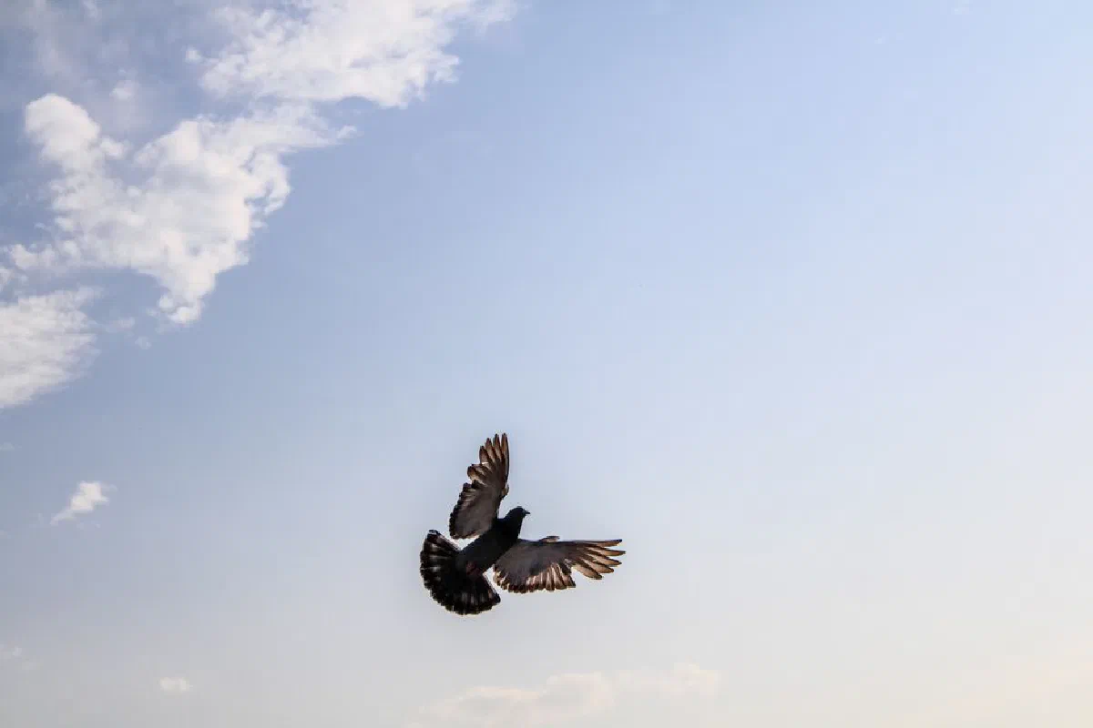 A pigeon gracefully flies through a clear blue sky, capturing freedom and tranquility.