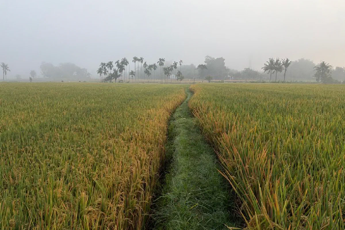 Serene morning view of rice fields in Jember, East Java, shrouded in fog with a pathway leading through the golden crops.