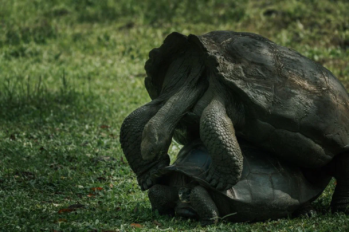 Two Galápagos tortoises engage in mating behavior amidst lush greenery.
