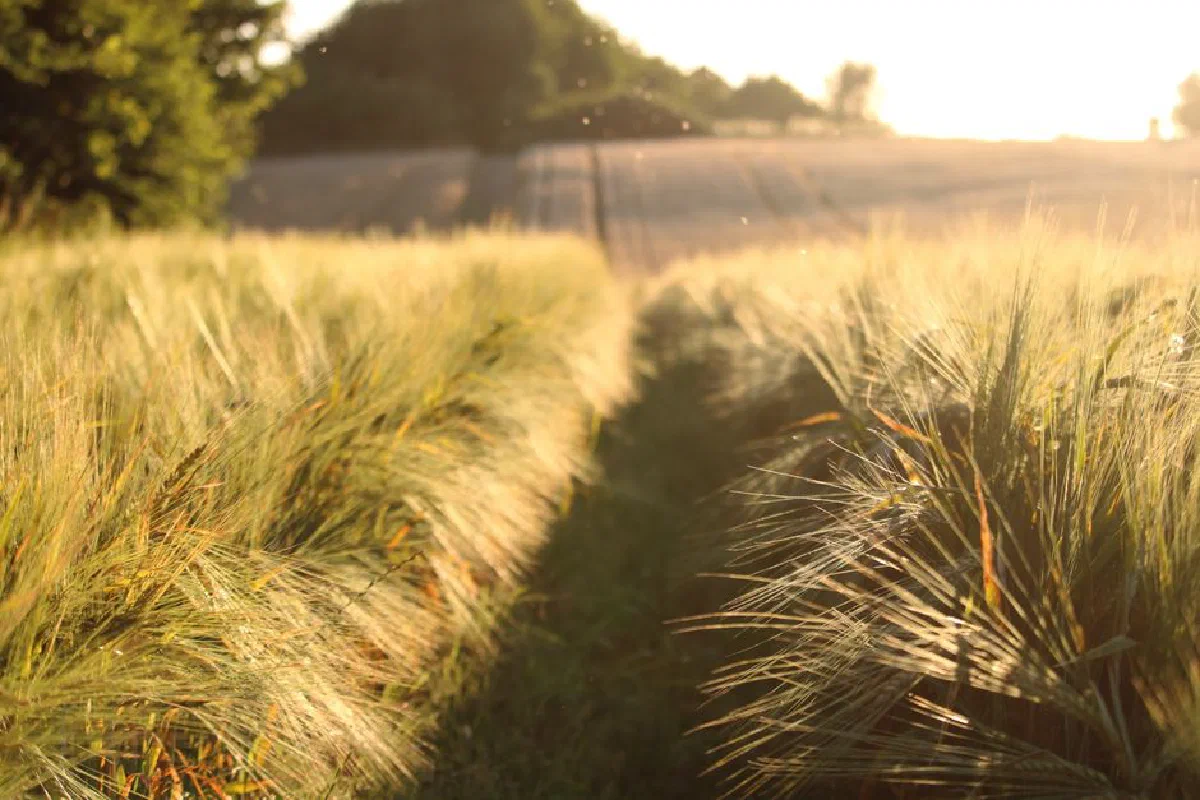 Sunlit wheat field at sunset with a footpath running through, capturing nature's serene beauty.