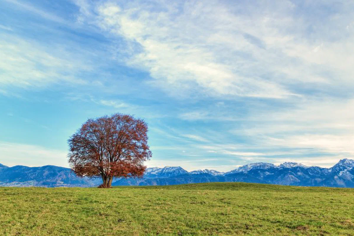 A solitary tree stands in a vast field with mountains in the background under a blue sky.