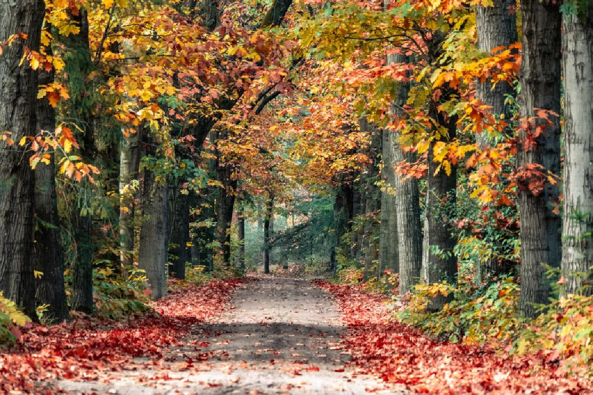 Beautiful autumn forest path with vibrant fall foliage in Valkenswaard, Nederland.