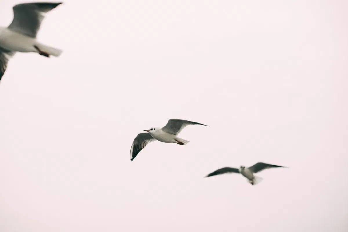 Serene image of seagulls in flight showcasing freedom and grace, with a minimalist sky background.