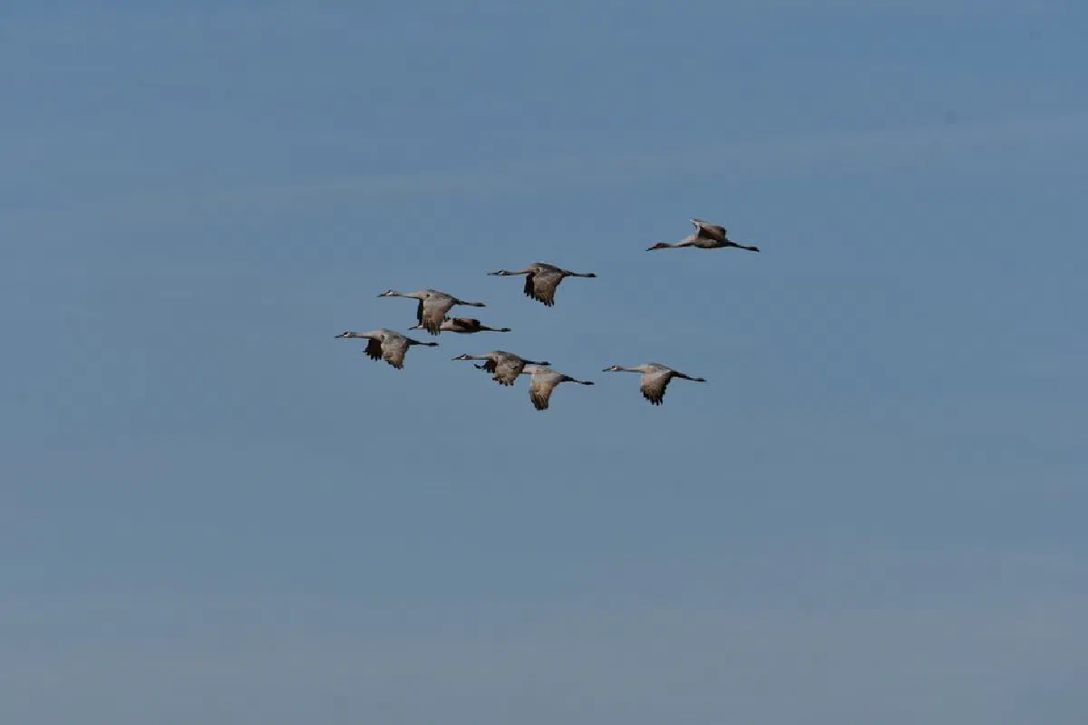 Sandhill cranes soaring gracefully in a clear blue sky over Decatur, Alabama.
