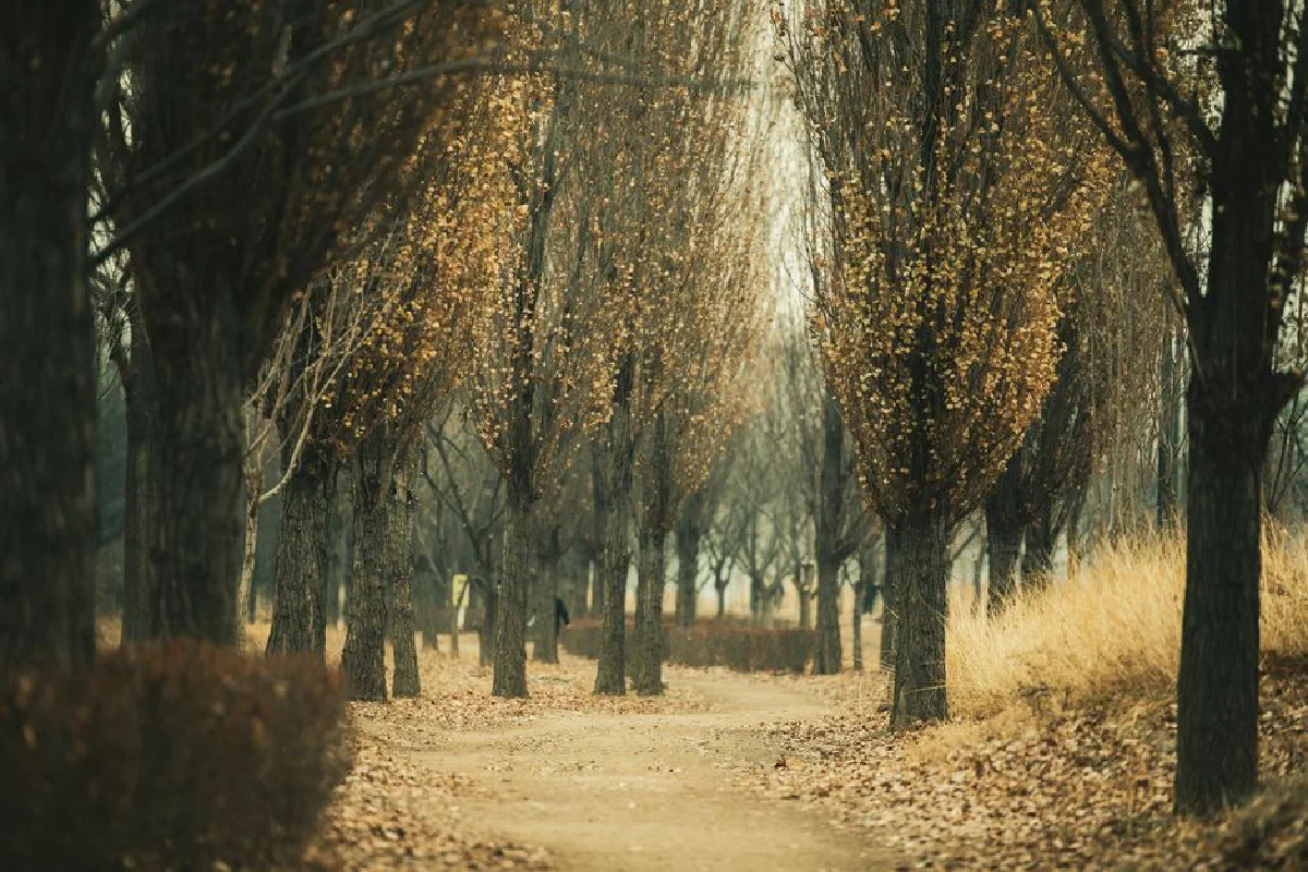 Serene autumn pathway lined with trees in Ichon-dong, Seoul, capturing fall's essence.