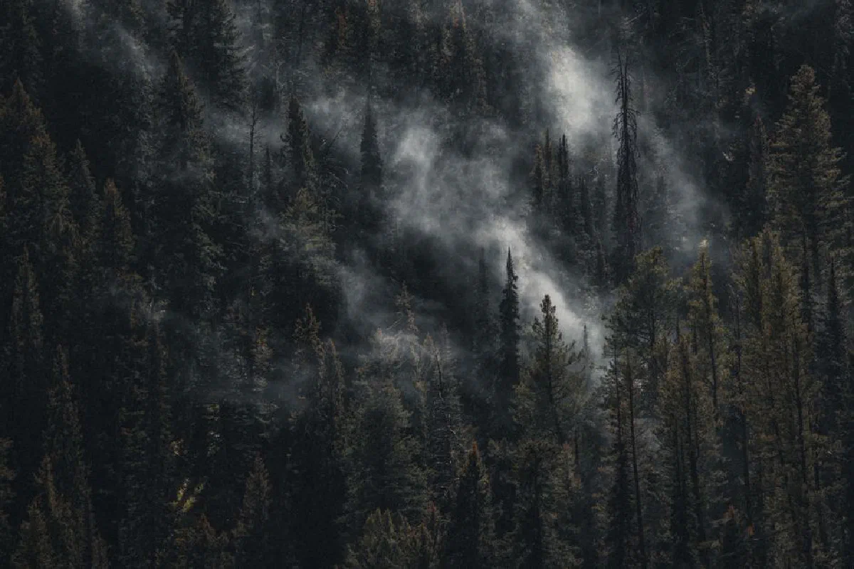 An atmospheric view of a dense, mist-covered coniferous forest, creating a mysterious and moody landscape.