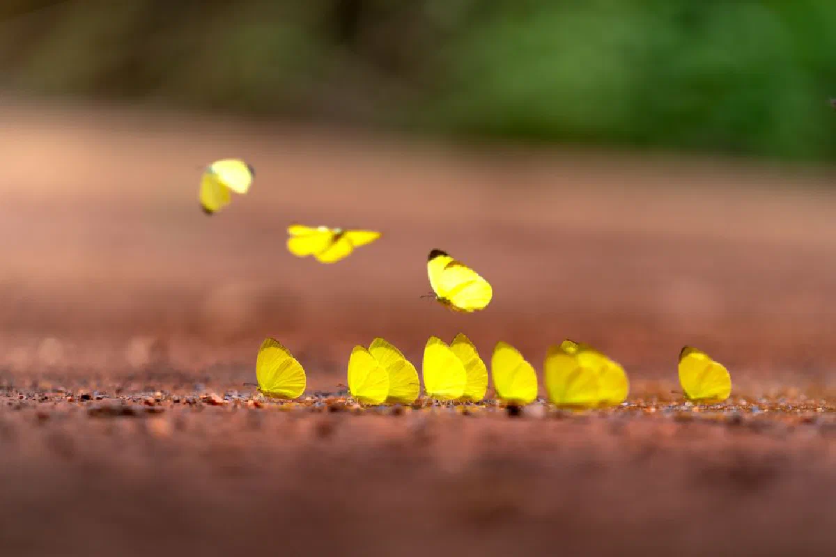 A close-up view of multiple yellow butterflies in flight on a blurred natural background.