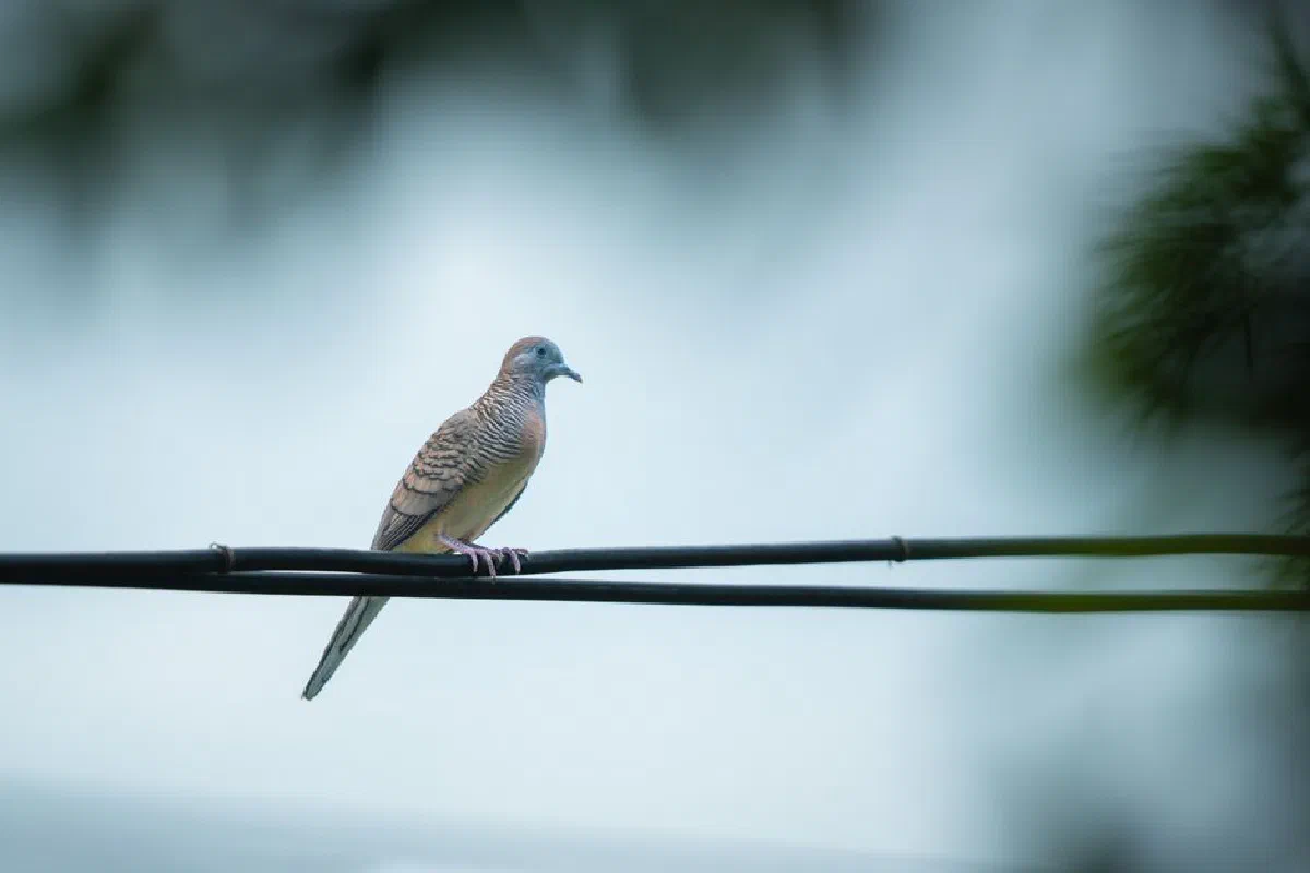 A lone zebra dove perched on a wire against a blurred outdoor backdrop in Rangsit, Thailand.